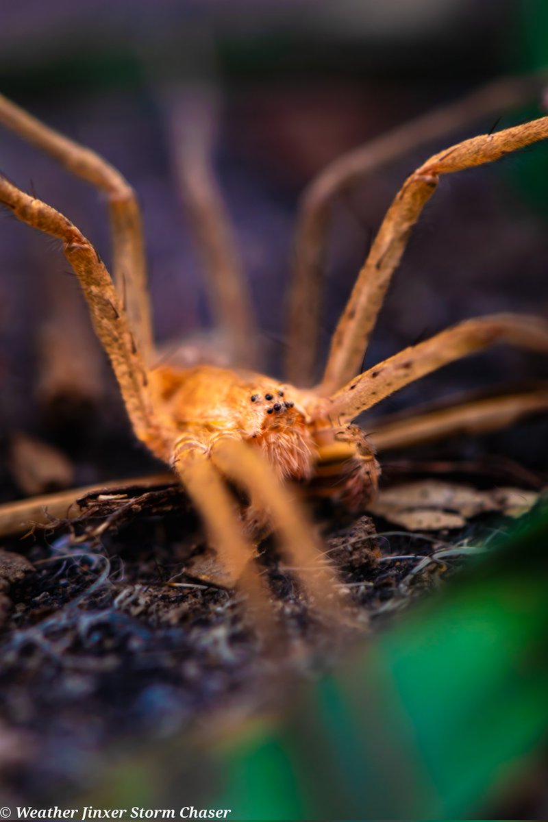 My latest edit, not weather related.
#microphotography #arachnid