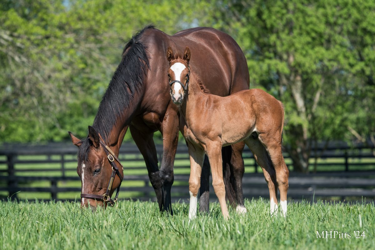 Graceful Princess and her Gun Runner colt- Where do you think all that chrome came from?