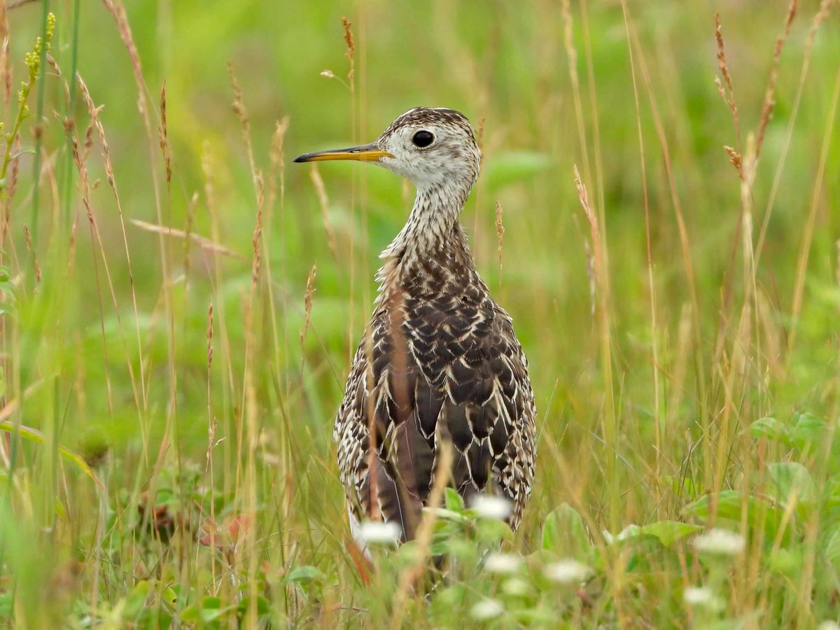 North America's grasslands are among the world's most endangered ecosystems, and grassland bird populations suffer some of the steepest declines of any group of birds, decreasing in populations by 53%.