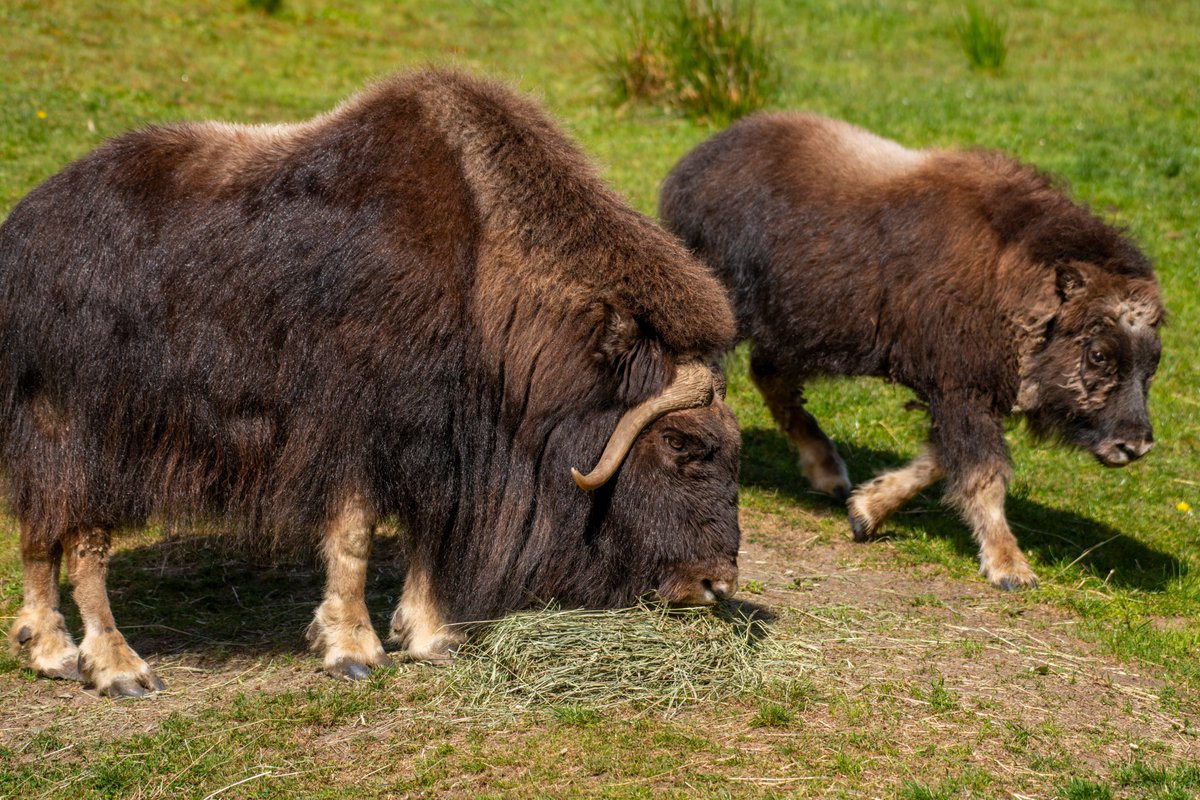 Our shaggy baby is now over 200 pounds and growing her horns! 💗 Willow is now 7 months old and shedding her warm qiviut for summer (keepers leave the qiviut for the local birds to use 🪹). Willow continues to do well living with her 545-pound loving mom, Charlotte. 💕