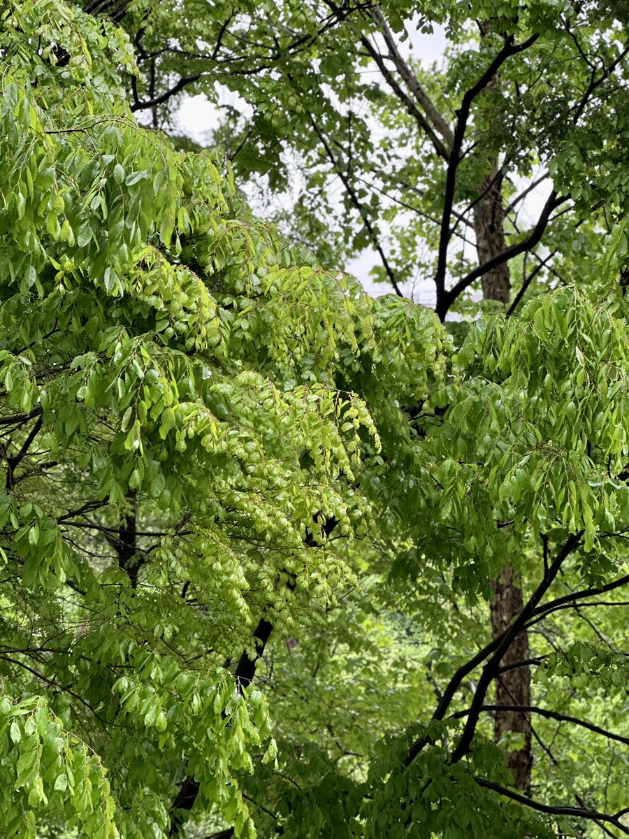 비 오는 날의 초록🌿