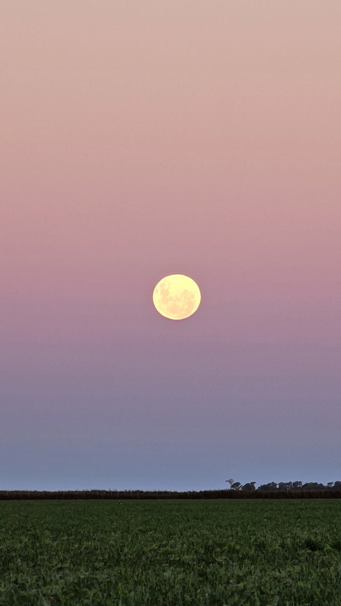 Cultivo de servicio 
Avena + Vicia 🌿