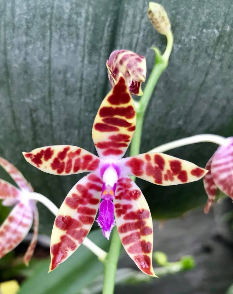 Phalaenopsis bastianii 

#orchids #plants