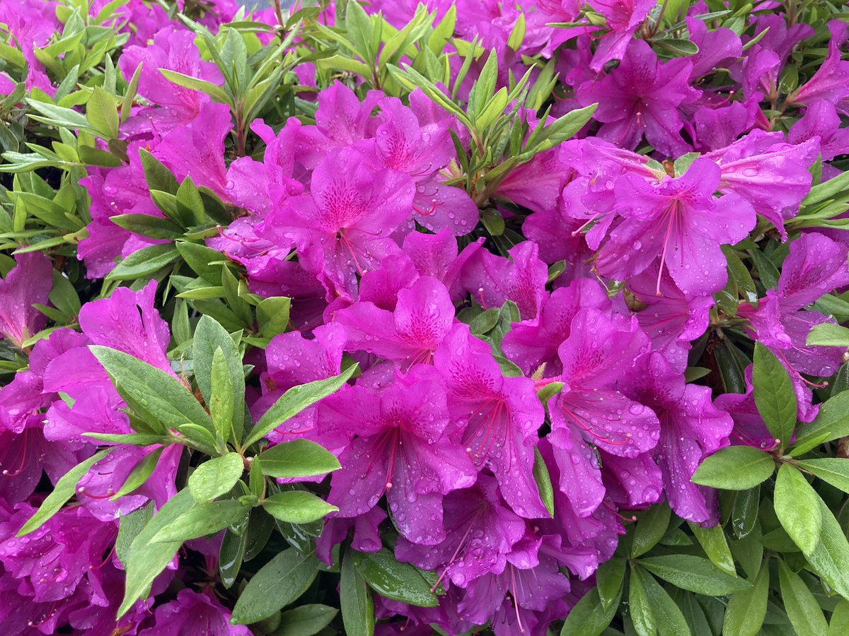 おはようございます！恵比寿☂️

今朝は雨の音で起きてしまいましたが通勤時には小雨で助かりました！

雨に濡れたつつじが美しかったのでパシャリ📸

本日もよろしくお願いします👕
 
#企業公式が毎朝地元の天気を言い合う
#企業公式相互フォロー