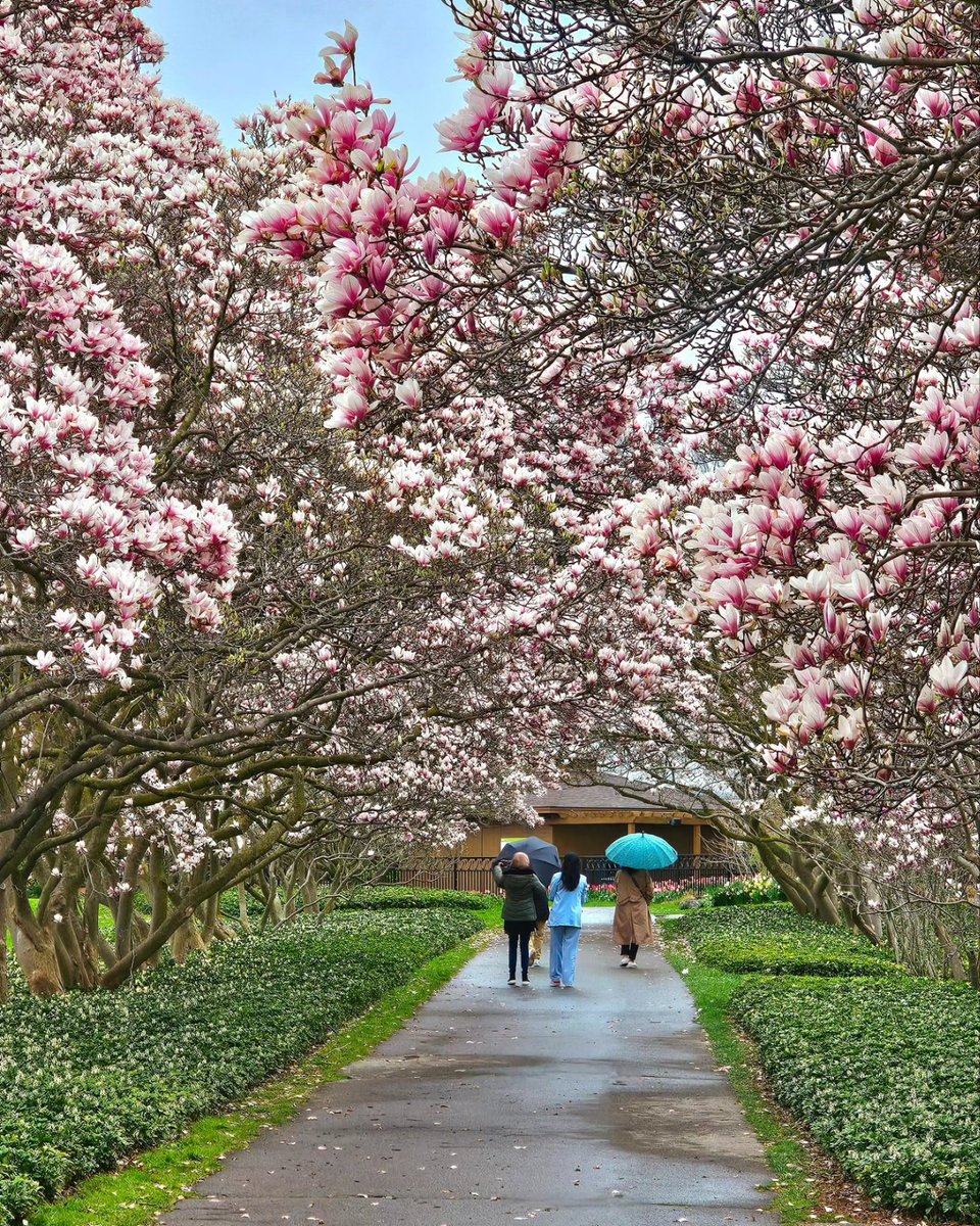 Full bloom Magnolias in April Showers today. 💋🫶🩷🌸 #nature
#niagarafalls #ShareYourWeather @ThePhotoHour #StormHour