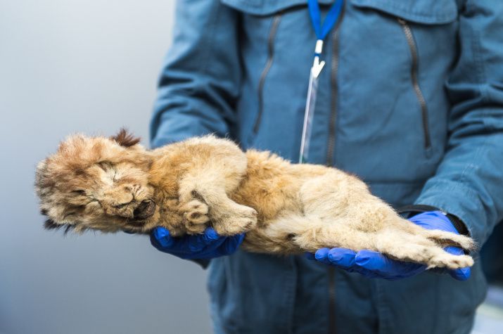 What’s it like to discover an Ice Age mammal from a permafrost cave? @JacquelynGill talks with @mollycbentley about her research in Siberia, including the moment she laid eyes on Sparta, the lion cub. bit.ly/49LT4xu