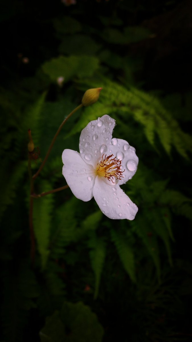 N_Design_2020's tweet photo. おはようございます♪
4月24日 週の真ん中すいようび
茨城県は曇り☁時々雨☔

本日もよろしくお願いいたします
m(_ _)m

#企業公式つぶやき部 
#企業公式相互フォロー
#企業公式春のフォロー祭り
#企業公式が毎朝地元の天気を言い合う https://t.co/spromziK51