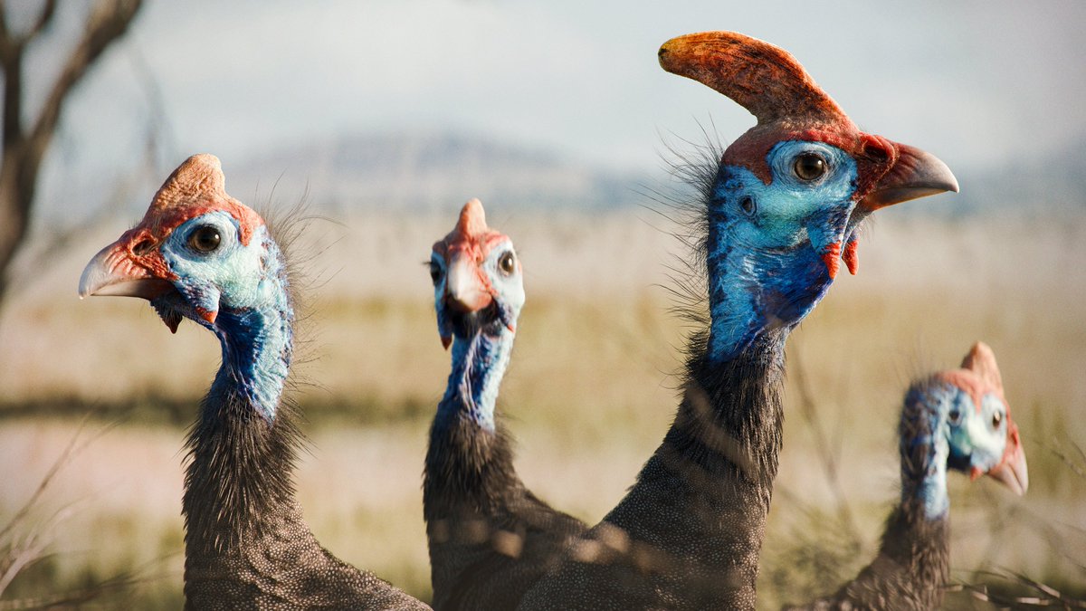 A gang of Guineafowl.