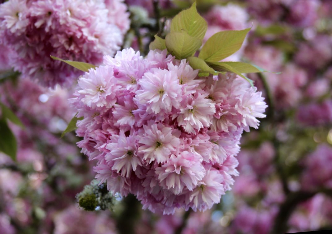 Yesterday’s Garden Routine. Every cherry blossom has its thorn? Loved how the cherry blossom flowers looked like a strawberry. Apple Tree buds & flowers bring magic to all the backyard! #wawx @ShannonODKOMO @abbyacone @RandySmall @_chelsvane @wheeler244