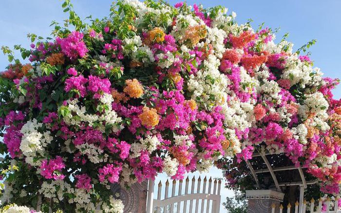 Thanh Hằng Nguyễn Thị tweet media