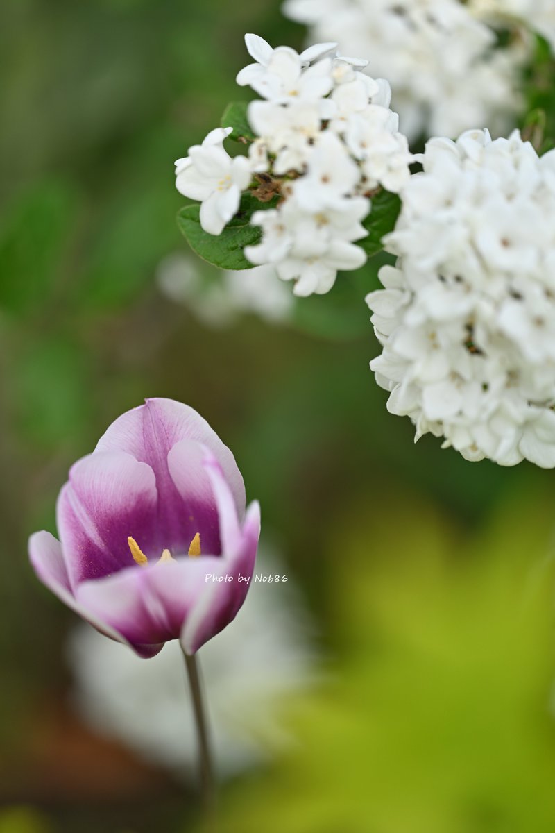 チューリップと白い花 白い花の名前がわかりません 縦構図 Nikon Z8 + Z MC 105mm f/2.8 VR S 3954 #チューリップ #私とニコンで見た世界