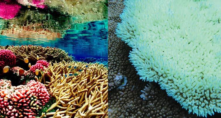 And @la__cientifica just reminded us of the Charney 1979 report '2°C and 4°C - was the difference between damaged coral reefs and no reefs whatsoever, between forests, and forests enveloped by desert...” we’ve known these limits for >40yrs! #ClimateActionNow Every 0.1°C matters!