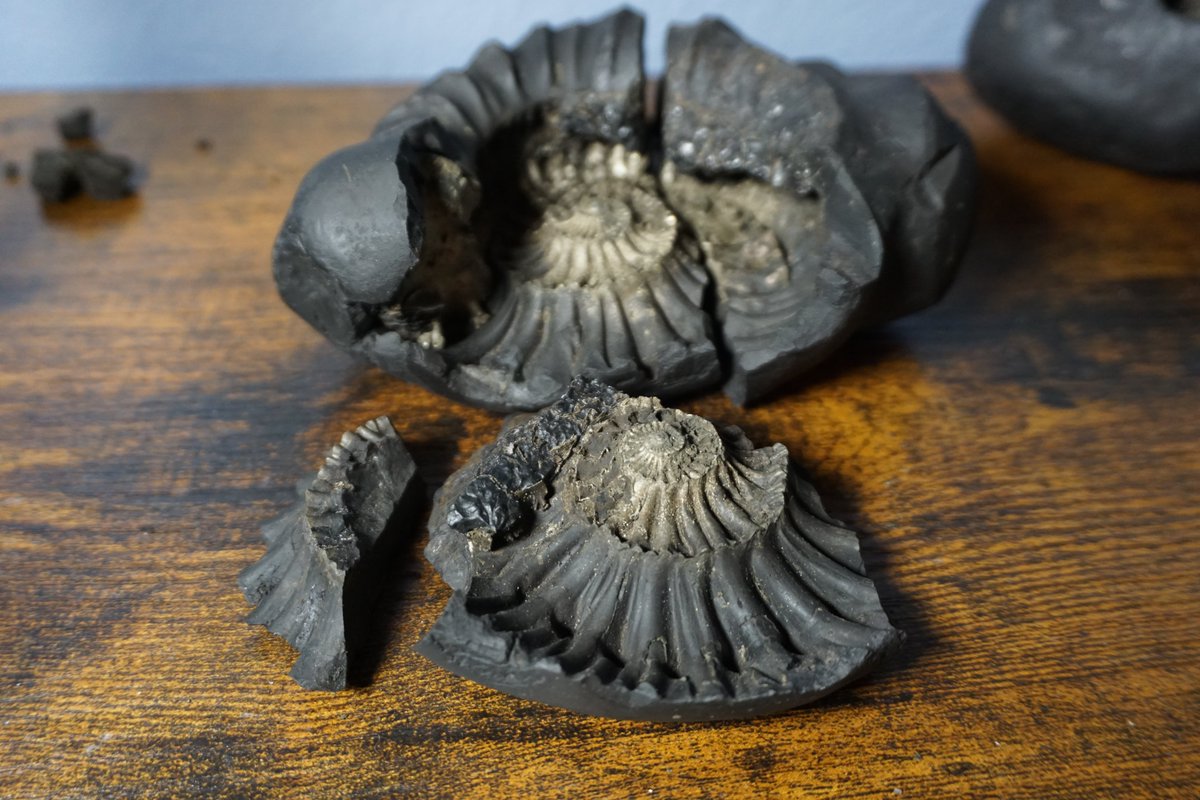 Still waiting on macro lens, should probably get extension tubes too.  

Some images with a6000 kit lens.  Yesterday, I received some shaligrams and this one was broken in delivery.  It shows why broken shaligrams are cherished.  A journey into a shaligram....