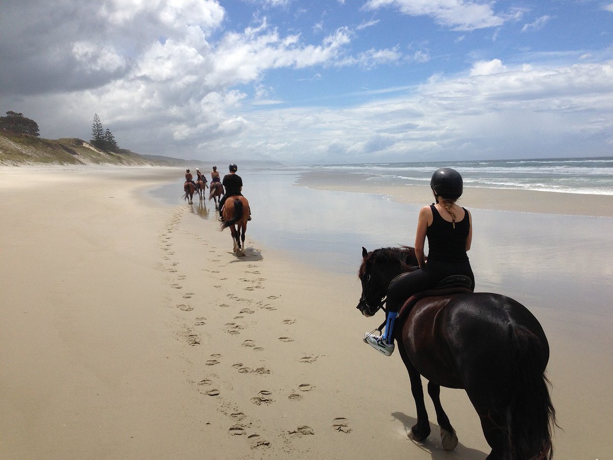 From the stunning black sand beach of Muriwai to the magnificent Wharariki beach with its grassy dunes, treat yourself to unforgettable adventures on guided walks, where the beauty of the New Zealand landscape is showcased from every angle. 
#yourpremiertravels #wanderlust