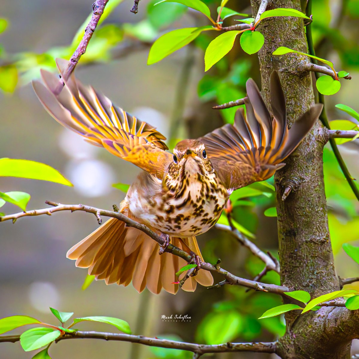 Hermit Thrush,  North Woods, Central Park, NYC  #birdcpp #TwitterNatureCommunity #birdsofinstagram #britishnatureguide #naturephotography #birdphotography #twitterphotography #wildbirdphotography #nikonphotography #NatureBeauty #nycaudubon