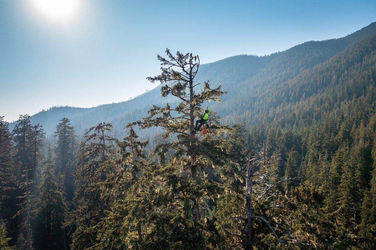 Climb the Carmanah Valley's largest #SitkaSpruce with us! These photos and videos highlight the grandeur of #OldGrowthForests during #EarthWeek.

View more photos and a video, and check out our recent news release ⬇️ ancientforestalliance.org/climbing-carma…