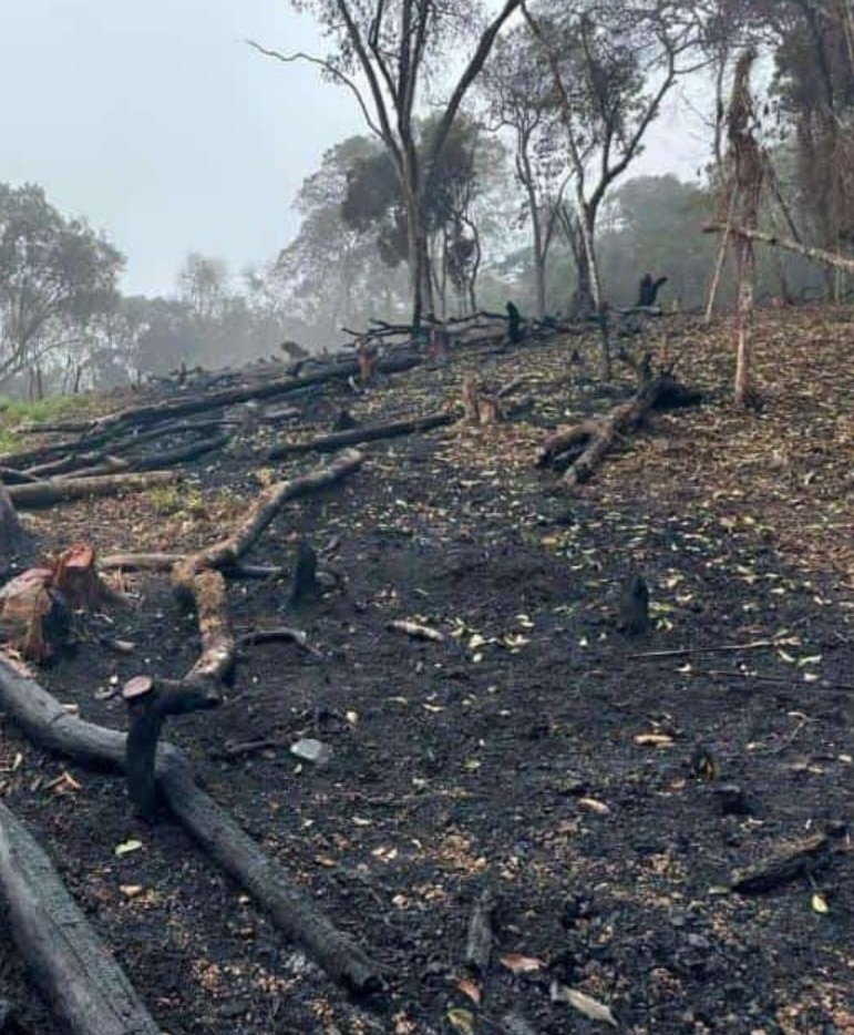 Caen los Bosques Primarios del #Tocuyo, Municipio Morán del Edo #Lara.  Las #Deforestaciones en el Municipio Morán,  avanzan sin  control, Se reportaron 274 alertas totales en la semana del 09 abr. (desde el 09/04/2024 hasta el 16/04/2024). Derriban los Bosques primarios en áreas