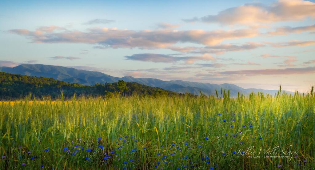 Enjoy #OurEarthPorn! (Steal This Hashtag for your own and join the community of Nature Addicts! ) The blue cornflowers are blooming in the Blue Ridge. East Tennessee [OC] [2700x1456] Photo Credit: kelliesharpe .