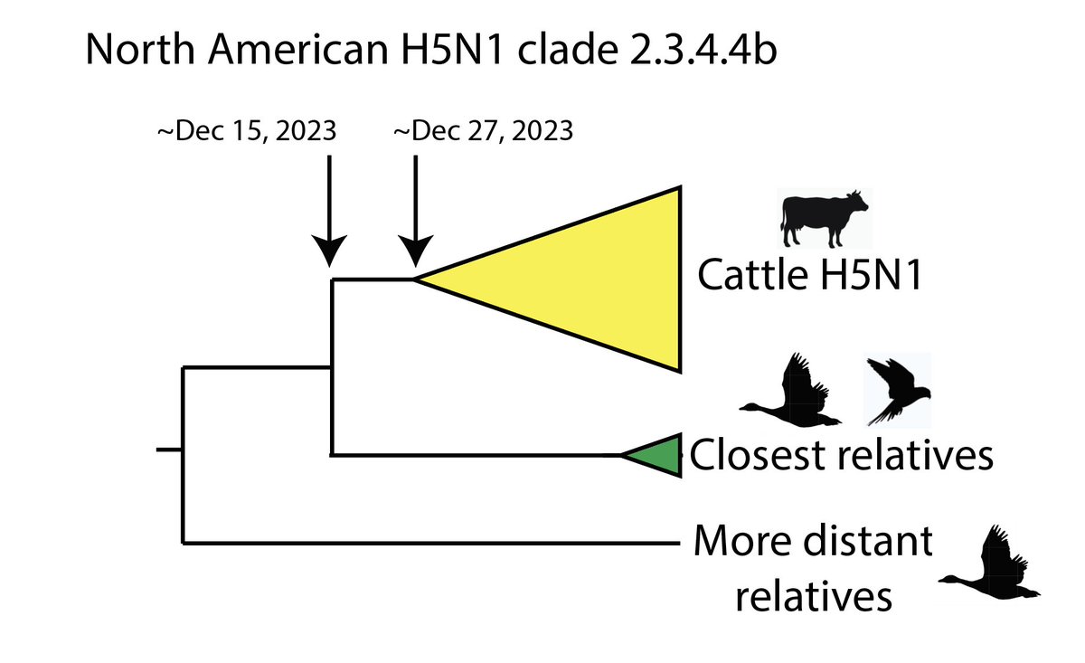 So, *preliminary* molecular clock analyses indicate that the time of the most recent common ancestor (TMRCA) of the US cattle flu clade was late December. TMRCA of that clade and the closest relatives in birds, mid-December. If single intro, likely between those rough dates.