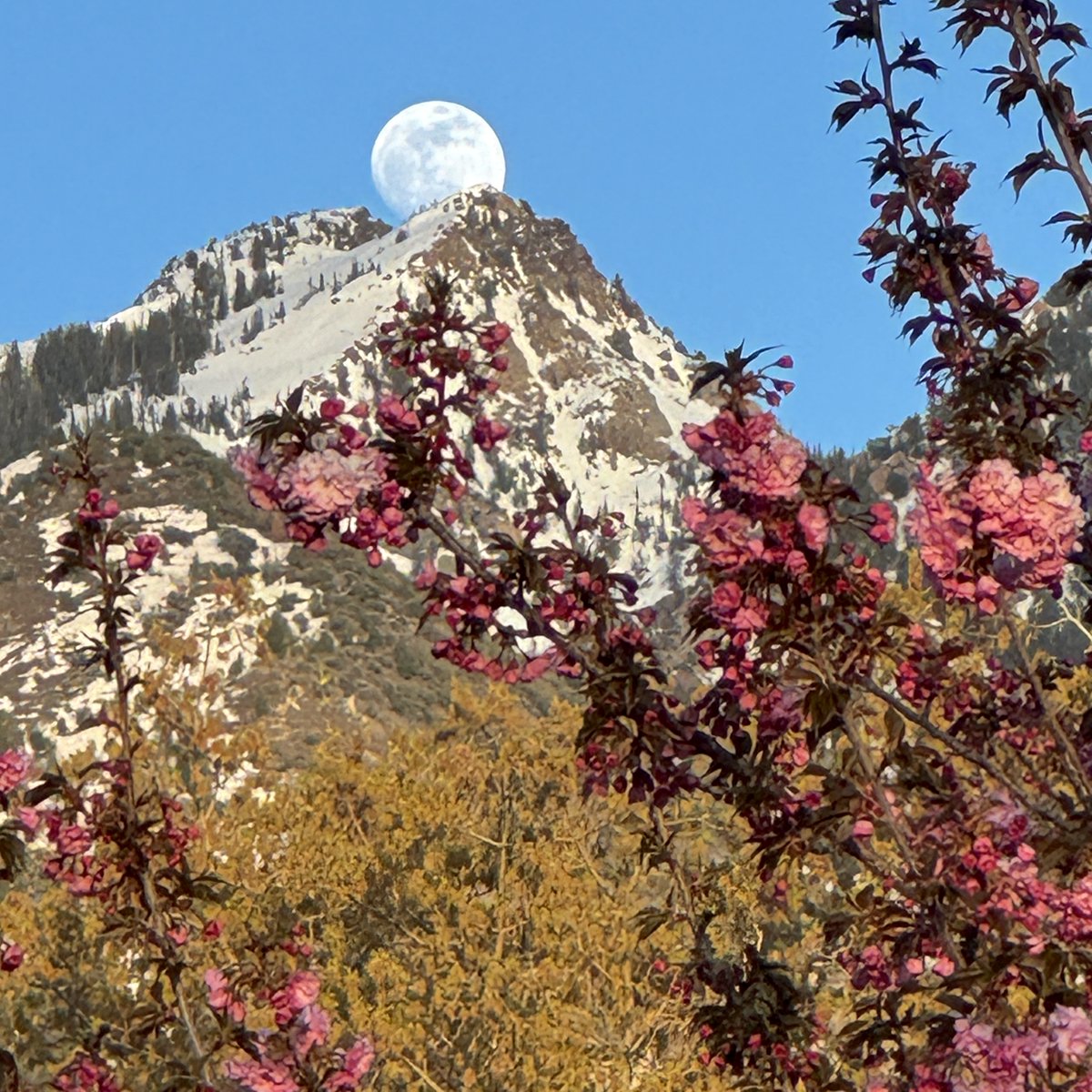 🌸A pink Moon is on its way. Many cultures name full moons to mark the passage of time. Pink flowers coming into bloom in the northern hemisphere lend their name to the April full moon. This full moon also marks the start of Passover. go.nasa.gov/4d3iV6K