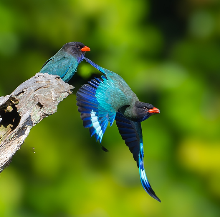 Guess the name of the bird🤨🤨
 #birds #nature #photography
 #birding #birdwatching #LovelyBirdsInChina