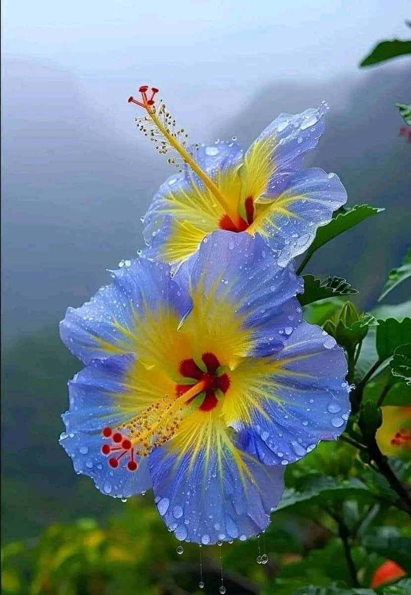 I cannot still get over the beautiful flower with early morning dew via @gohawaii ❤❤❤👏👏👏