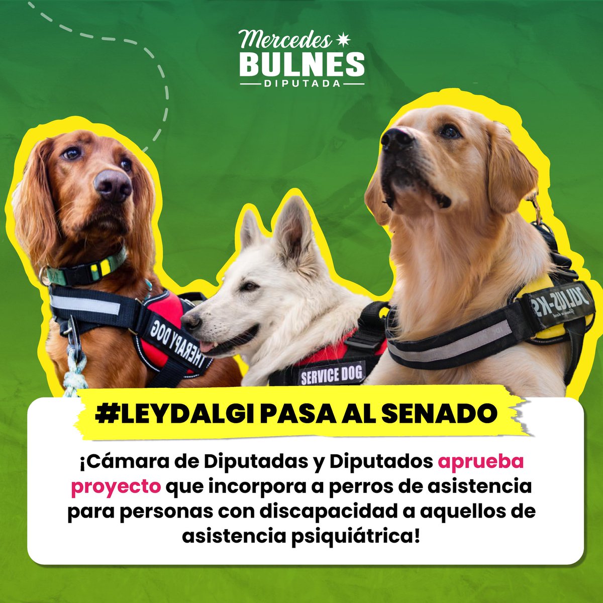 ¡La #LeyDalgi avanza al Senado! 🐕‍🦺 La Cámara aprueba el proyecto, presentado por @lorenafriesm y firmado por esta diputada junto a otros parlamentarios, que incorpora a perros de asistencia para personas con discapacidad a aquellos de asistencia psiquiátrica.