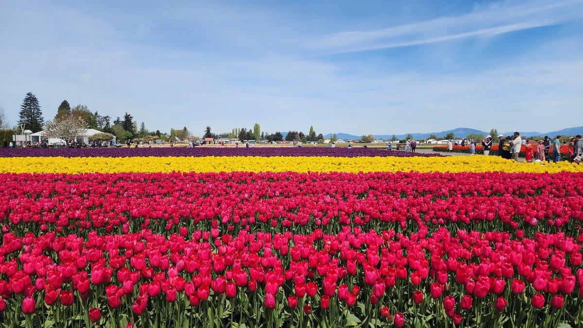 To those of my followers who are big fans of Tulips. Here you go! Roozengaarde in Burlington, WA.