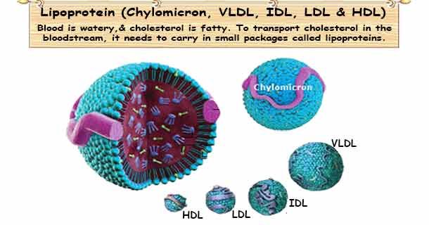 High Cholesterol Lipoprotein buff.ly/3wK42n4 #Cholesterol #Lipoprotein