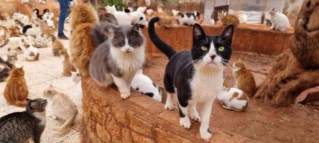 We have some sad news to share with you. Smee, our lovely black and white cat passed away today. Early this morning he suffered a heart attack and despite the best efforts of the Vets team at the sanctuary he sadly passed away. Our Lorraine him since he was a kitten, so today has