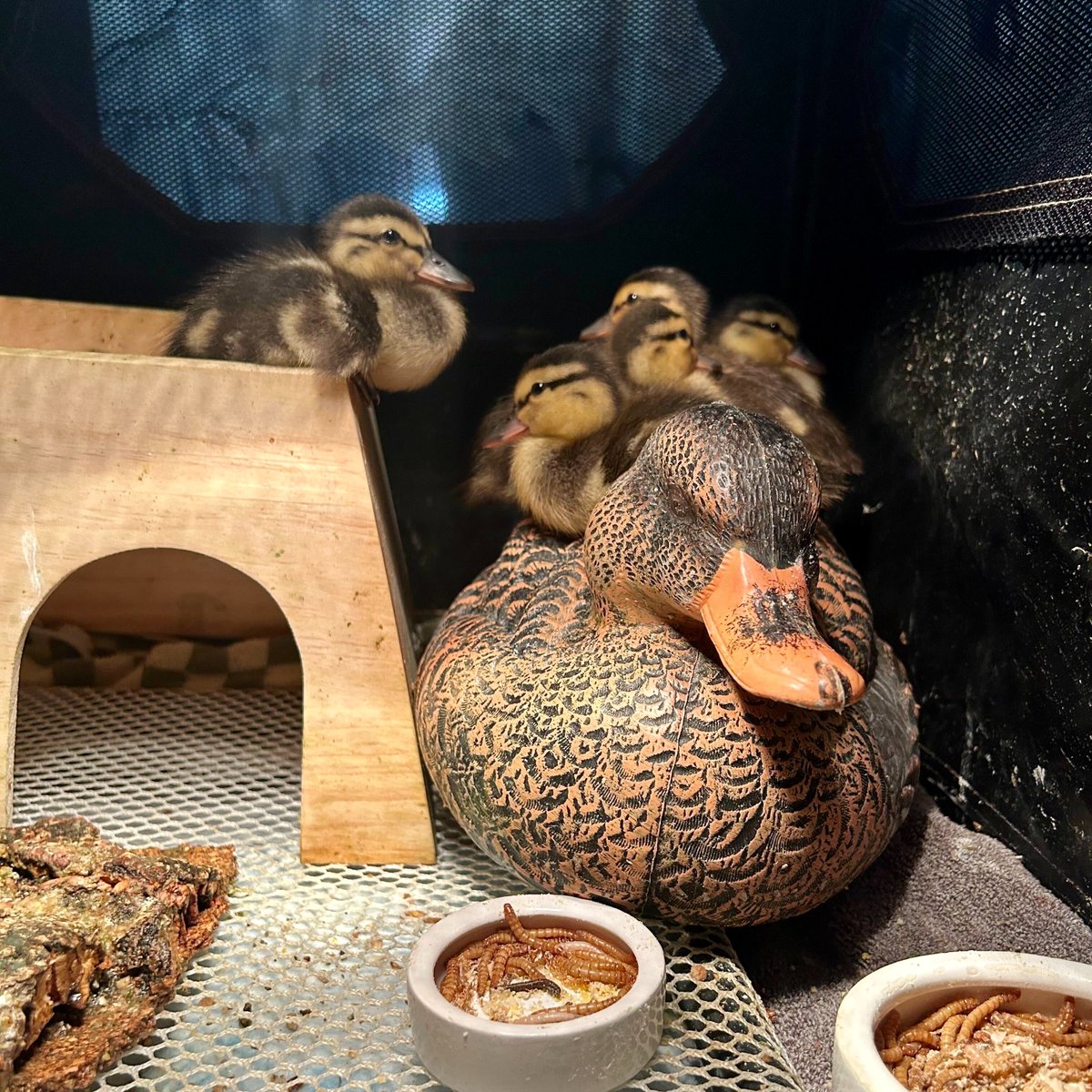 And just like that...it’s duckling time! We've already got 10 mallard babies in house, all separated from their moms in one way or another. But they’re gaining weight, preening and generally owning the place. Also walking all over their nanny! 📷: Flor Blum