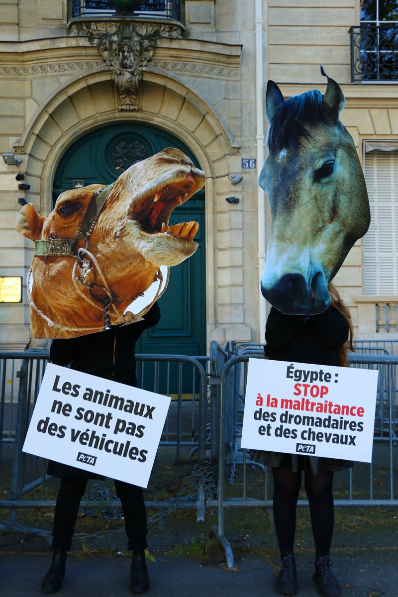 PETA_France tweet picture