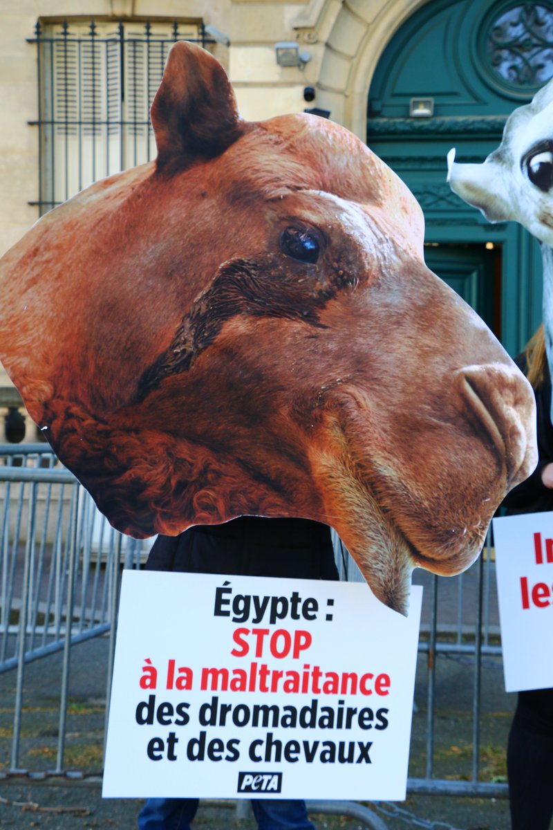 PETA_France tweet picture