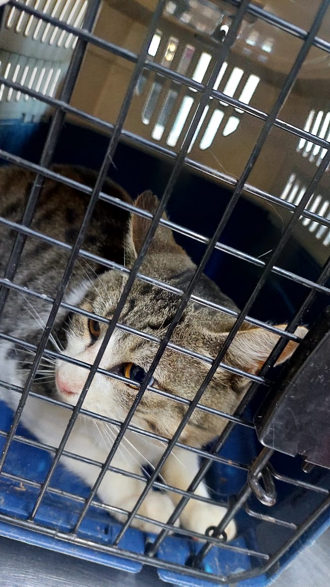 andreaferraciol's tweet photo. #ProgramaCEAF Hoy se castraron 4 felinos 🐈 de una colonia feral 🐱 capturados en el #BarrioValentina Sur es una colonia.
Agradecemos a la activista Finochetti Sol. @GiovanettL @DDHH_RI_CI https://t.co/jtehYR1Kyw