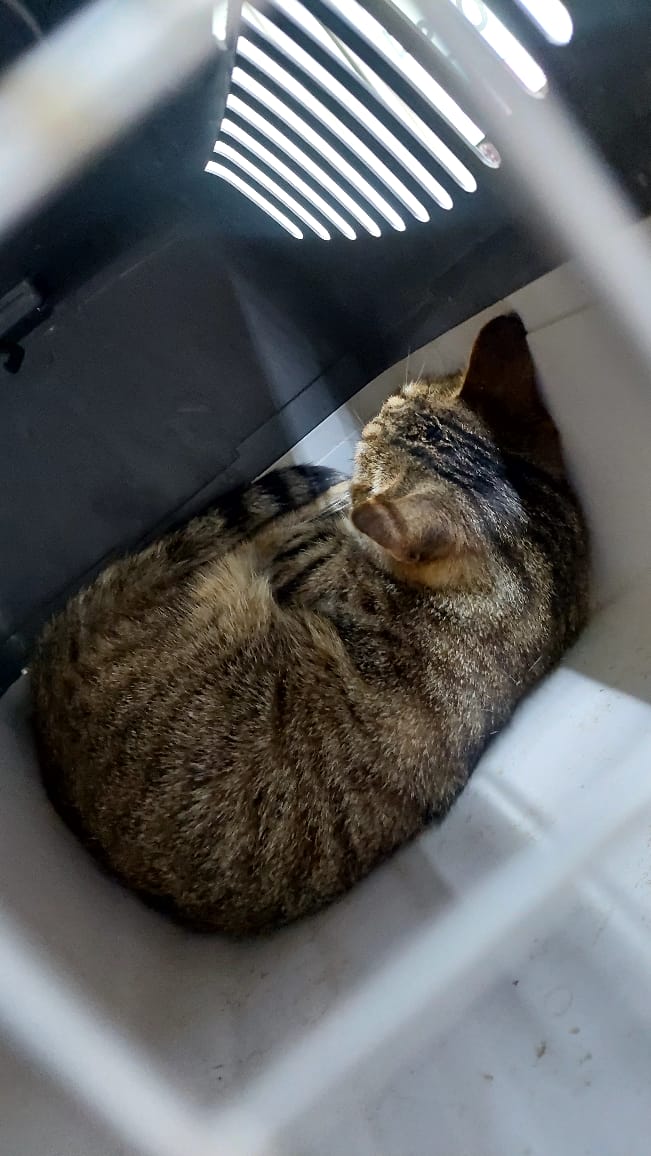 andreaferraciol's tweet photo. #ProgramaCEAF Hoy se castraron 4 felinos 🐈 de una colonia feral 🐱 capturados en el #BarrioValentina Sur es una colonia.
Agradecemos a la activista Finochetti Sol. @GiovanettL @DDHH_RI_CI https://t.co/jtehYR1Kyw