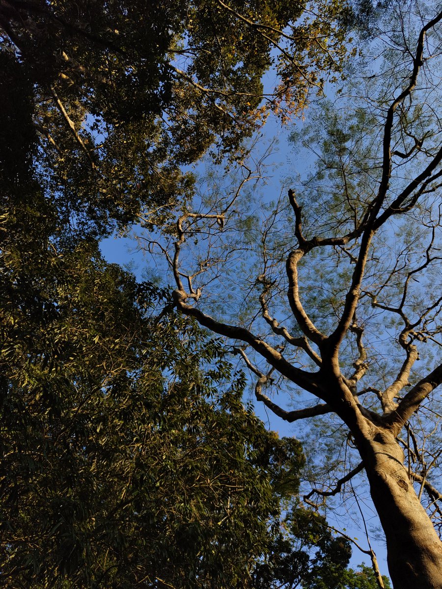 @hpphotograf 'Look up' photographs ..

#sky #photography #ShotOnNothing #NothingPhone1