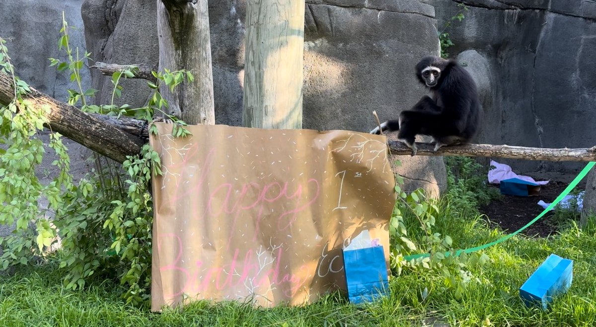 Adorable Alert! ❤️ Over the weekend, our white-handed gibbon Echo celebrated his first birthday with cake, treats & lots of presents! Please join us in wishing Echo a happy 1st #birthday! 🥳 Zoo Babies proudly presented by @PrimroseSchools 📷 by Primate Keepers Amanda & Kelley