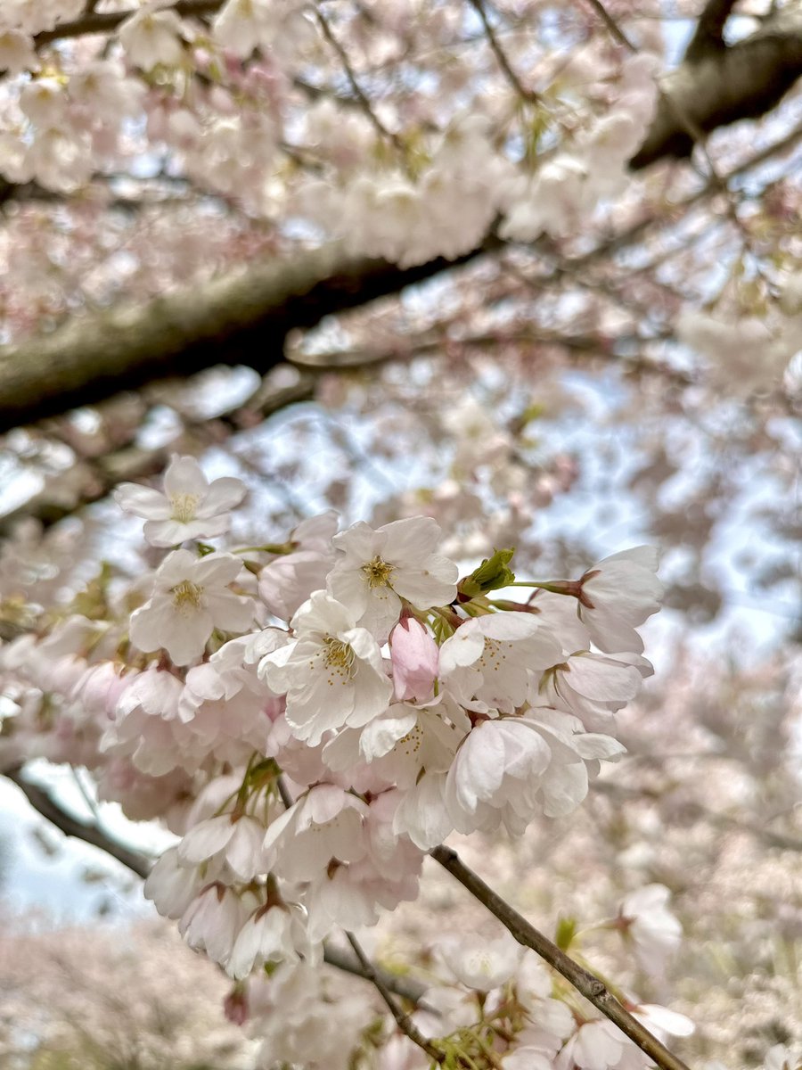 camiblooms's tweet photo. Went to check out the cherry blossoms in the city today and figured id take pics of my stickers while im at it 🌸🌸🌸 https://t.co/xWPUhBXkFf