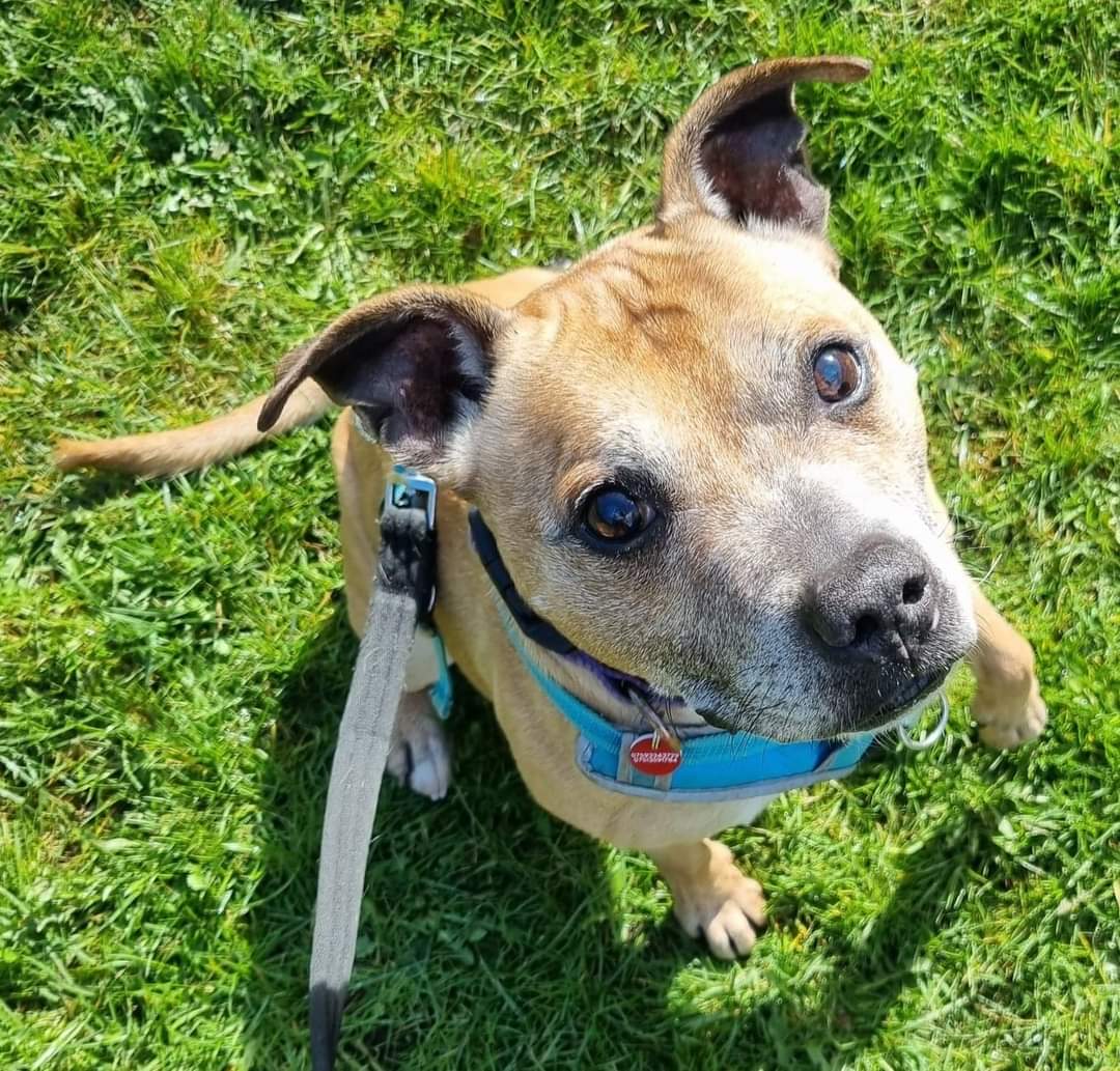 SeniorStaffy's tweet photo. Mutley is 12 years old and is currently in foster.  He is an affectionate, sweet-natured boy with a waggy tail ♥️  Mutley lived with another dog before,so he might be able to live with another similar sized dog. He loves treats &amp; rolling in the grass 😁
https://t.co/IOhY5EOiXT https://t.co/UiZqTFdxqH