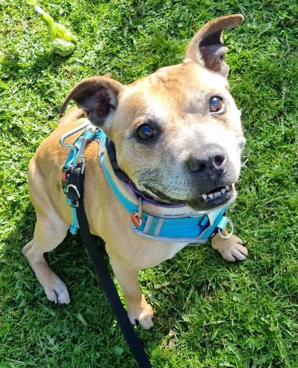 SeniorStaffy's tweet photo. Mutley is 12 years old and is currently in foster.  He is an affectionate, sweet-natured boy with a waggy tail ♥️  Mutley lived with another dog before,so he might be able to live with another similar sized dog. He loves treats &amp; rolling in the grass 😁
https://t.co/IOhY5EOiXT https://t.co/UiZqTFdxqH