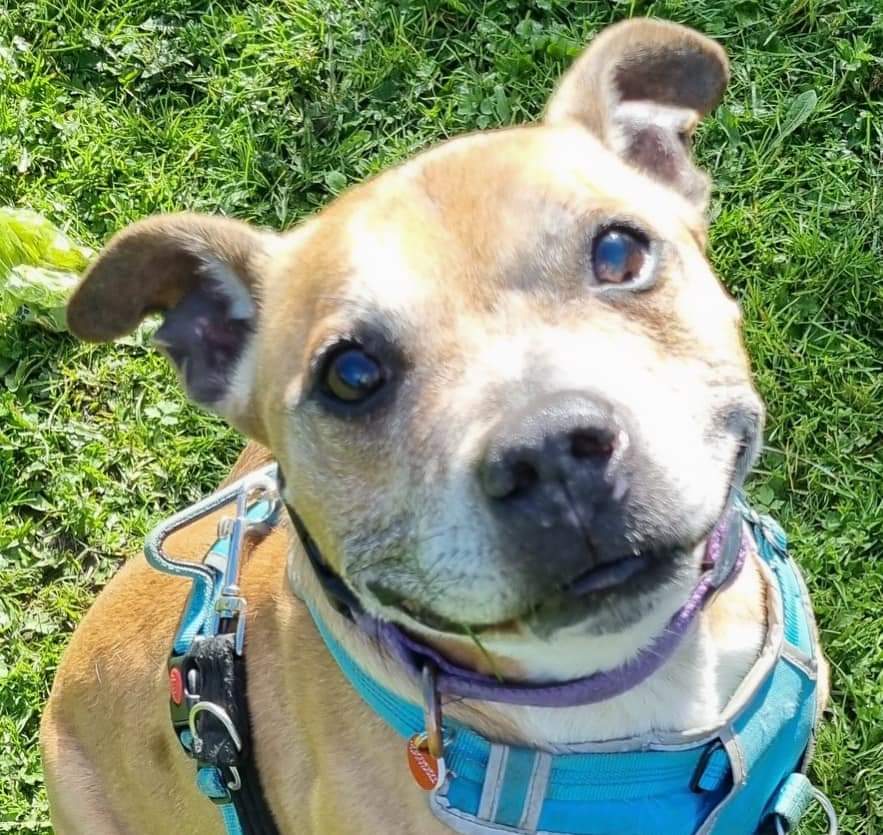 SeniorStaffy's tweet photo. Mutley is 12 years old and is currently in foster.  He is an affectionate, sweet-natured boy with a waggy tail ♥️  Mutley lived with another dog before,so he might be able to live with another similar sized dog. He loves treats &amp; rolling in the grass 😁
https://t.co/IOhY5EOiXT https://t.co/UiZqTFdxqH