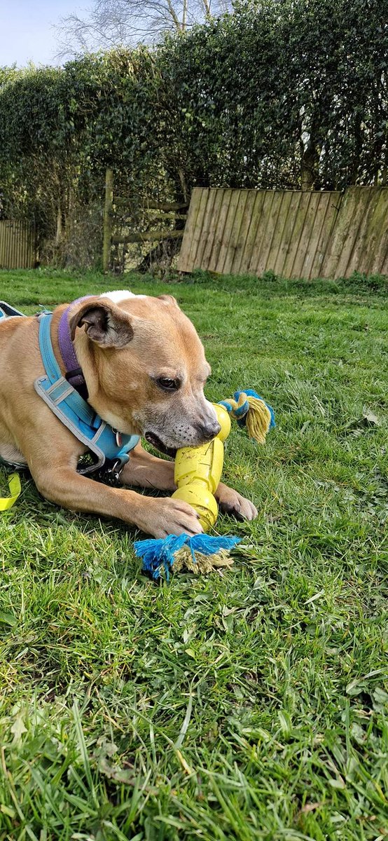 Mutley is 12 years old and is currently in foster. He is an affectionate, sweet-natured boy with a waggy tail ♥️ Mutley lived with another dog before,so he might be able to live with another similar sized dog. He loves treats & rolling in the grass 😁 seniorstaffyclub.co.uk/adopt-a-staffy…