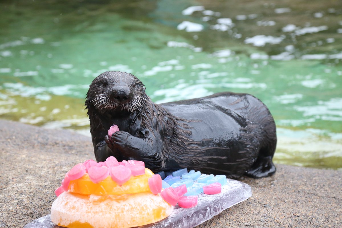 orcoastaquarium's tweet photo. Our volunteers don't just take the cake, they make it too! Seafood-filled “birthday cakes” help us enrich and celebrate our animals. These treats are devoured in a matter of minutes, esp. when Earle's involved.💙
Thank you, Volunteers!
#NVAW #volunteerappreciationweek https://t.co/xQvqV8m0hf