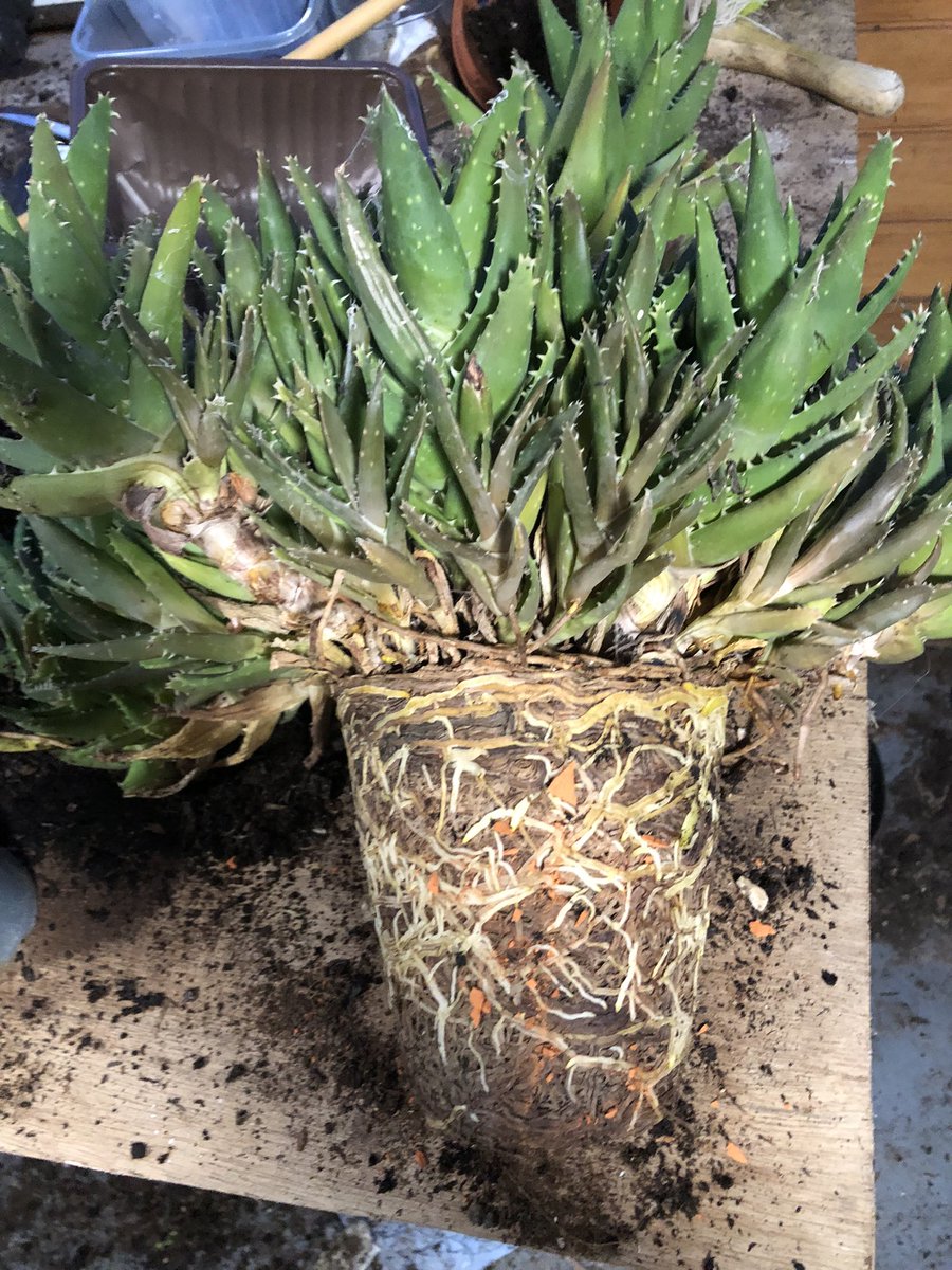A rather pot bound Aloe #houseplanthour @houseplanthour this one is having a little bit of a refresh and new pot. #Houseplants #Houseplant #Plants