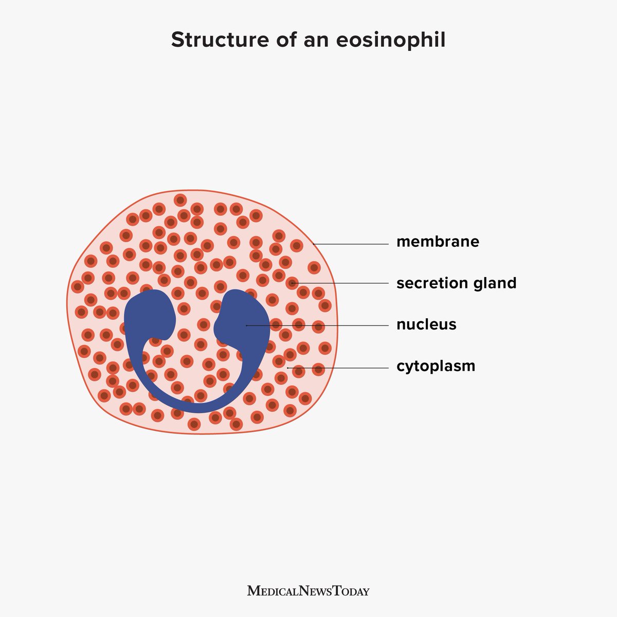 Eosinophils are a type of white blood cell. They are essential in the body’s immune response, as they contain proteins and other substances that can kill, destroy, or deactivate bacteria and other pathogens. ter.li/0mz8vl