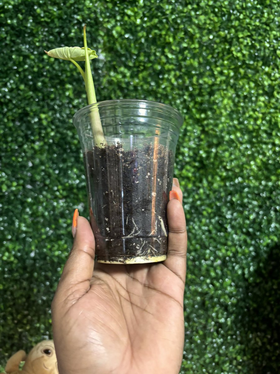 Queen_P0iis0n's tweet photo. πͺ΄ plant baby update: my elephant ear is growing! Sheβs has big roots. Iβm trying let the roots develop before I move her to her new pot. Think Iβm going to name her Terri π
#LLTERRI
Planted 3/3/24 https://t.co/LYvwc08N4H