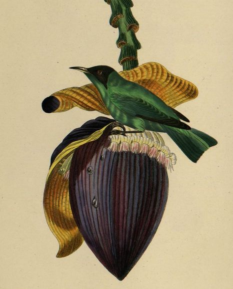 Le jardin des plantes illustré, description du muséum d'histoire naturelle, de la ménagerie, des serres, des galeries de minéralogie et d'anatomie.
« Musa Paradisiaca », par Jean Theodore Descourtilz, naturaliste, peintre et illustrateur français.