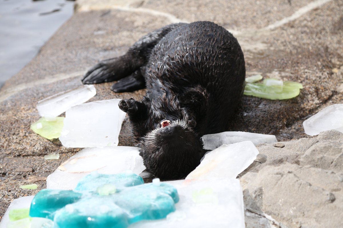 orcoastaquarium's tweet photo. Our volunteers don't just take the cake, they make it too! Seafood-filled “birthday cakes” help us enrich and celebrate our animals. These treats are devoured in a matter of minutes, esp. when Earle's involved.💙
Thank you, Volunteers!
#NVAW #volunteerappreciationweek https://t.co/xQvqV8m0hf