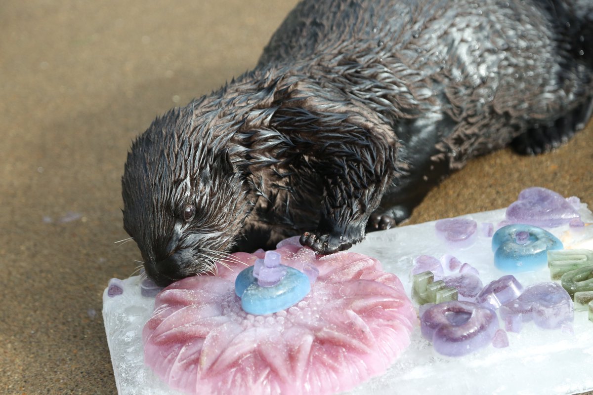 Our volunteers don't just take the cake, they make it too! Seafood-filled “birthday cakes” help us enrich and celebrate our animals. These treats are devoured in a matter of minutes, esp. when Earle's involved.💙 Thank you, Volunteers! #NVAW #volunteerappreciationweek