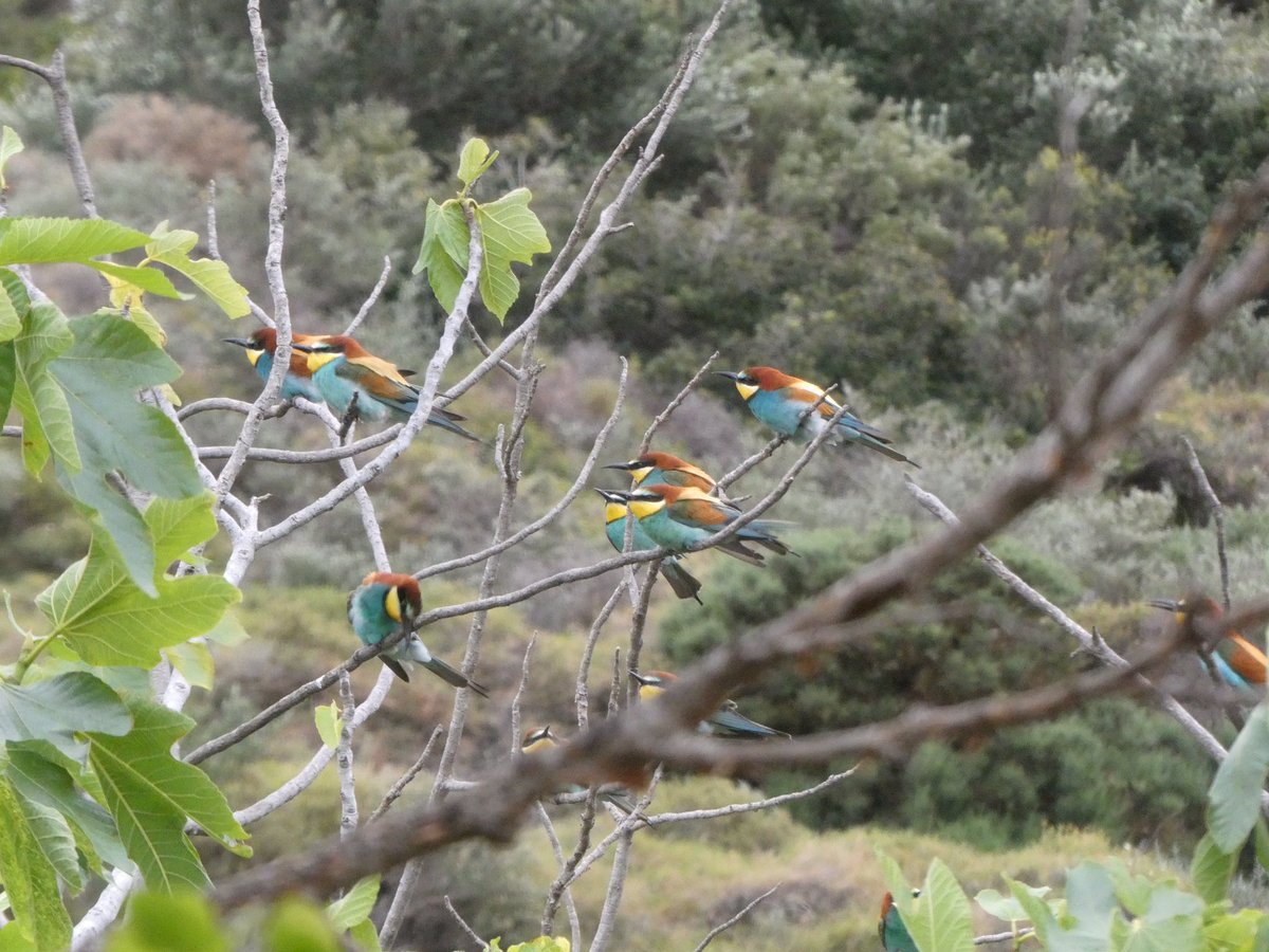 It’s been a slow few days for migration, with limited new arrivals due to strong NE winds that have reached gale force at times.  The most notable feature has been large arrivals of Bee-eaters with 201 yesterday &amp; at least 359 today, many roosting on the headland overnight.